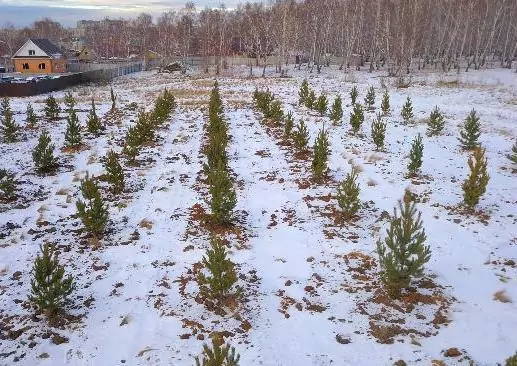 Компенсационная посадка деревьев в Челябинске